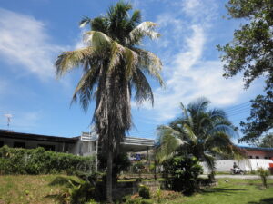 Albachiara Beachfront Hotel By Guruhotel