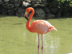 Hotel Playa Caribe