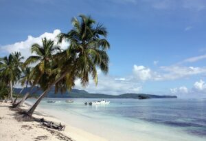 Palmeras De Cosón