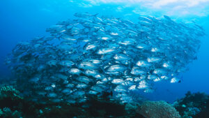 Las Galeras Divers